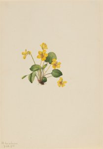 Yellow Violet Viola Orbiculata by Mary Vaux Walcott