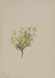 Yellow Willow Grass by Mary Vaux Walcott