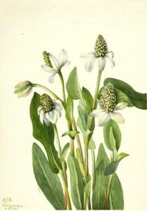 Yerba Mansa