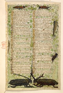 Horned beetles, crickets and a locus, Treatise on the Virtues and Vices, and an anonymous prose history of Sicily (fragment)