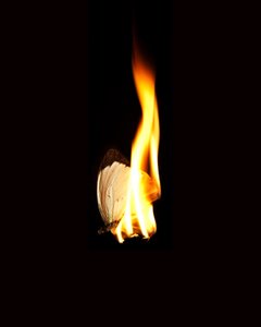 Burning Butterfly 11, 2013