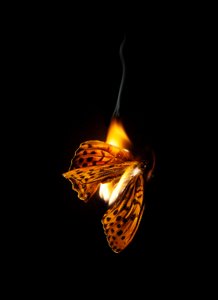 Burning Butterfly 25, 2013 by Mat Collishaw