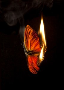 Burning Butterfly 4 by Mat Collishaw