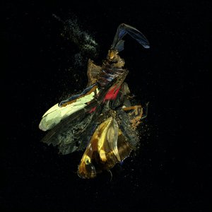 Insecticide 18 by Mat Collishaw