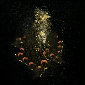 Insecticide 28, 2011 by Mat Collishaw