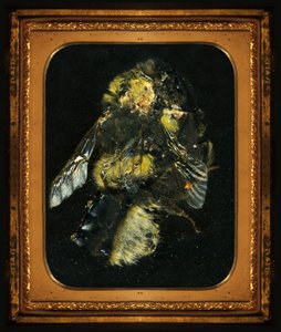 Insecticide 2 by Mat Collishaw