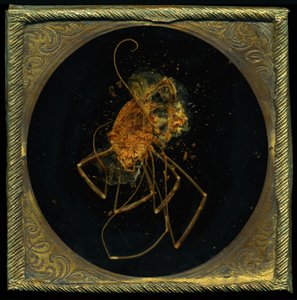 Insecticide 5 by Mat Collishaw