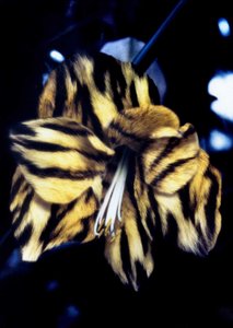 Tiger Skin Lily by Mat Collishaw
