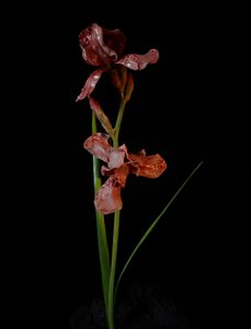 Venal Muse, Viridor, 2012 by Mat Collishaw