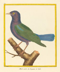 Merle Violet, du Royaume de Juda