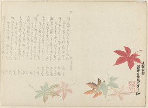 Japanese Maple by Matsukawa Hanzan