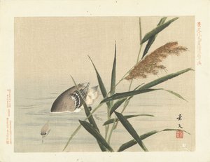 Diving Duck by Reeds (series title: Flower and Bird Sketches by Keibun - Part Three) by Matsumura Keibun