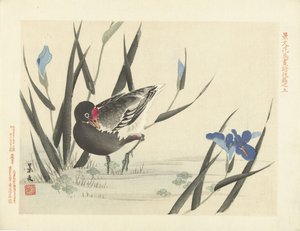Coot among blue irises