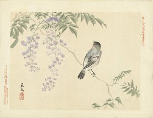 Bird on wisteria branch by Matsumura Keibun