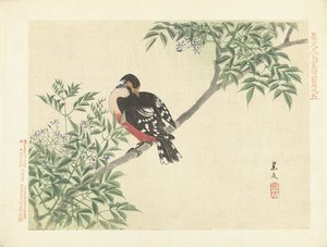 Black-Red Bird (Flower and Bird Sketches by Keibun - Part One) by Matsumura Keibun