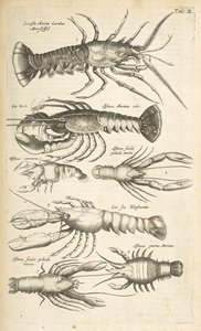 Lobsters, Illustration from 