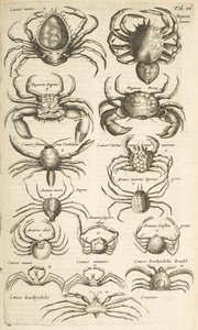 Crabs, Illustration from 