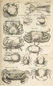 Crabs, Illustration from 