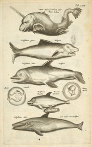 Dolphins, Illustration from 