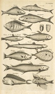 Spiny Fish, Illustration from 