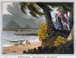 Egyptians, Crocodile Catching