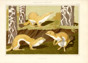 Study of Stoats in Birch Forest
