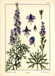 The Aconite