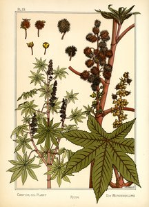 The Castor Oil Plant