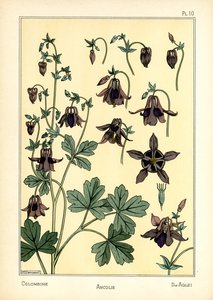 The Columbine