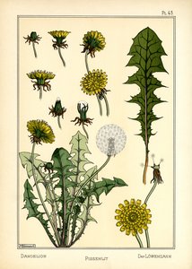 The Dandelion by Maurice Pillard Verneuil