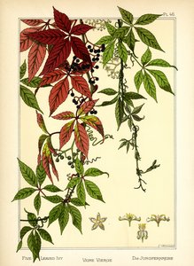 The Five-leaved Ivy