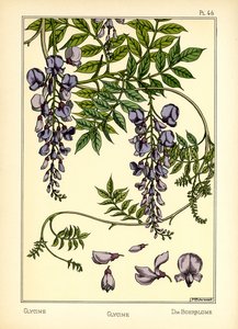 The Glycine