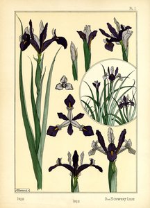 The Iris by Maurice Pillard Verneuil