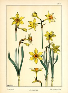 The Jonquil