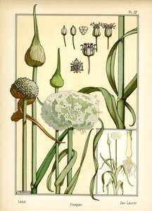 The Leek
