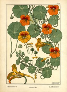 The Nasturtium by Maurice Pillard Verneuil