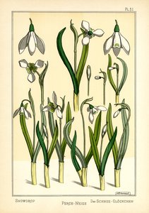 The Snowdrop