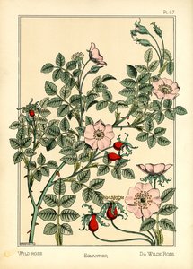 The Wild Rose