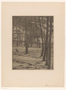 Pine Forest I