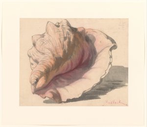 Shell by Maurits van der Valk