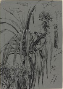 Studies of Screwpines from Madagascar