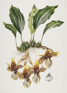 The Stanhope Tiger Orchid by Maxim Gauci