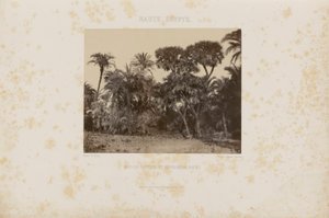 Forest of Daltiers and Doum Palms by Maxime Du Camp