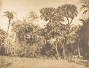 Bois de Dattiers et de Doums, at Hamarneh, 1849-50