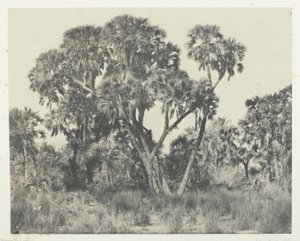 Doum Palms, Upper Egypt