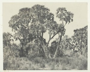 Palmiers Doums, Haute-Egypte