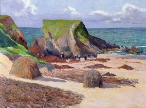 Harvesting of Seaweed