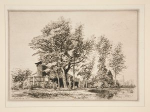 Acacia Trees