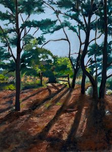 Forest Trail Long Shadows by Maxine Shore