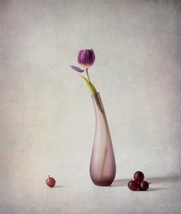 Purple Tulip Still Life by May G